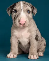 Queen, a female Bull Terrier for sale in Northfield, OH – 2 of 7