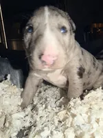 Queen, a female Bull Terrier for sale in Northfield, OH – 4 of 7