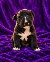 Oreo, a female Bull Terrier for sale in Northfield, OH – 4 of 7