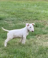 Blanco, a male Bull Terrier for sale in Northfield, OH – 4 of 5