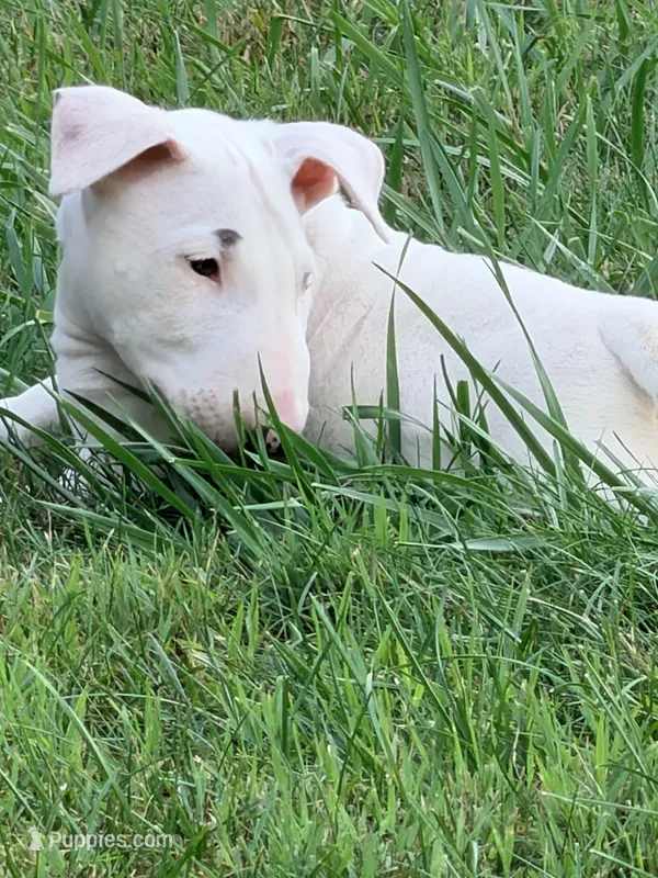 Blanco – Bull Terrier puppy for sale in Northfield, OH