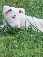Blanco, a male Bull Terrier for sale in Northfield, OH – 1 of 5