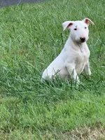Blanco, a male Bull Terrier for sale in Northfield, OH – 3 of 5