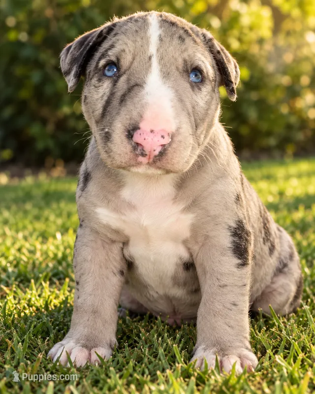 Queen – Bull Terrier puppy for sale in Northfield, OH