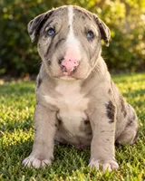 Queen, a female Bull Terrier for sale in Northfield, OH – 1 of 7