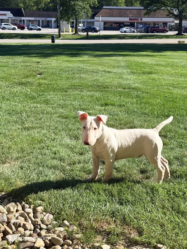 Blanco – Bull Terrier puppy for sale in Northfield, OH