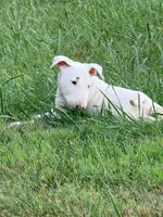 Blanco, a male Bull Terrier for sale in Northfield, OH – 2 of 5