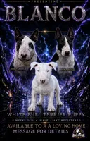 Blanco, a male Bull Terrier for sale in Northfield, OH – 5 of 5