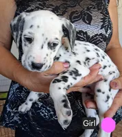 Pink, a female Dalmatian for sale in Perris, CA – 1 of 3