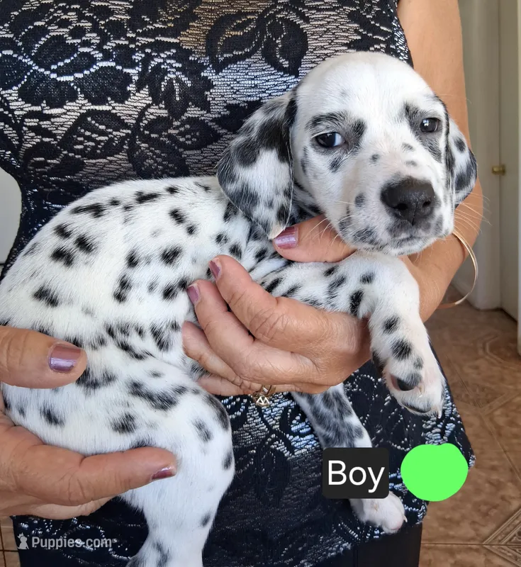 Lime Green – Dalmatian puppy for sale in Perris, CA