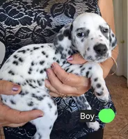 Lime Green, a male Dalmatian for sale in Perris, CA – 1 of 2