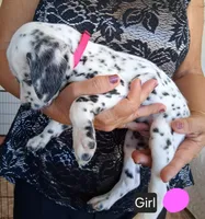 Pink, a female Dalmatian for sale in Perris, CA – 3 of 3