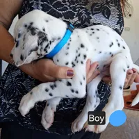 Light Blue, a male Dalmatian for sale in Perris, CA – 2 of 3