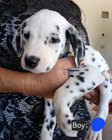 Dark Blue, a male Dalmatian for sale in Perris, CA – 3 of 3