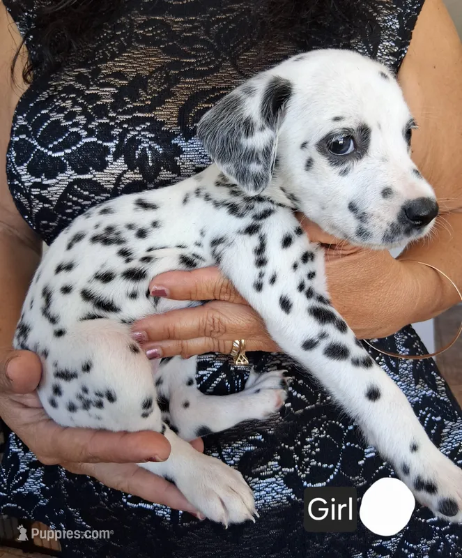 White – Dalmatian puppy for sale in Perris, CA