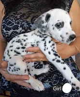 White, a female Dalmatian for sale in Perris, CA – 1 of 3