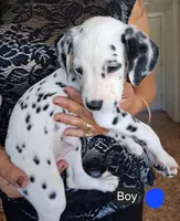 Dark Blue, a male Dalmatian for sale in Perris, CA – 2 of 3