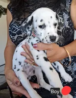 Red, a male Dalmatian for sale in Perris, CA – 4 of 4