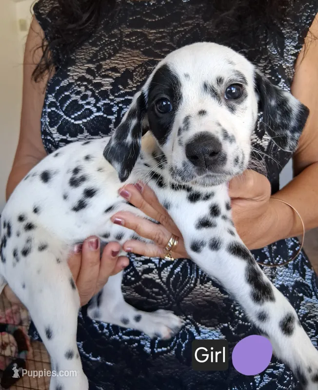 Purple – Dalmatian puppy for sale in Perris, CA