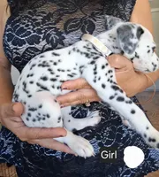 White, a female Dalmatian for sale in Perris, CA – 3 of 3