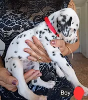 Red, a male Dalmatian for sale in Perris, CA – 3 of 4