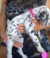 Pink, a female Dalmatian for sale in Perris, CA – 2 of 3