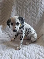 Yellow, a female Dalmatian for sale in Perris, CA – 3 of 6