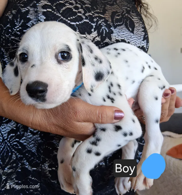 Light Blue – Dalmatian puppy for sale in Perris, CA