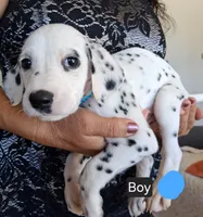 Light Blue, a male Dalmatian for sale in Perris, CA – 1 of 3