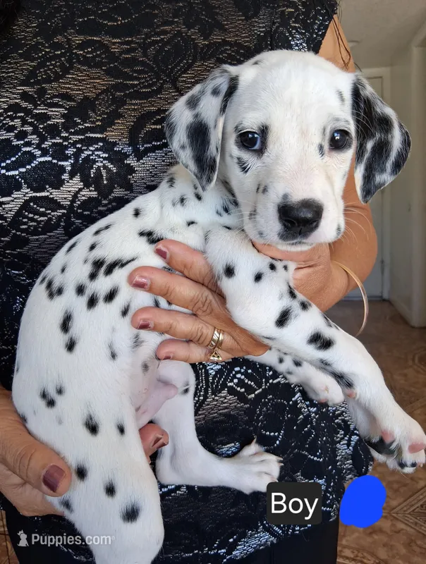 Dark Blue – Dalmatian puppy for sale in Perris, CA