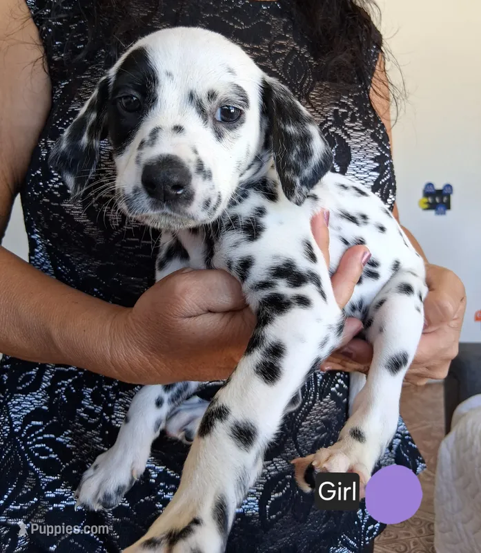 Purple – Dalmatian puppy for sale in Perris, CA