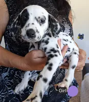 Purple, a female Dalmatian for sale in Perris, CA – 1 of 3