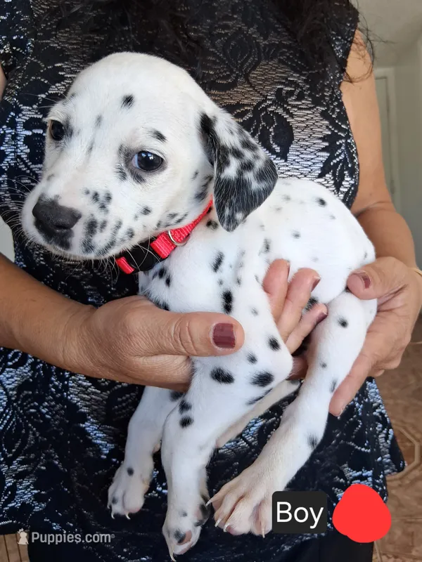 Red – Dalmatian puppy for sale in Perris, CA