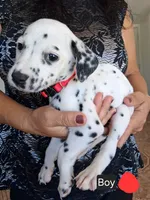 Red, a male Dalmatian for sale in Perris, CA – 1 of 4