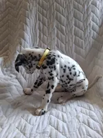 Yellow, a female Dalmatian for sale in Perris, CA – 2 of 6