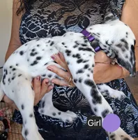 Purple, a female Dalmatian for sale in Perris, CA – 2 of 3