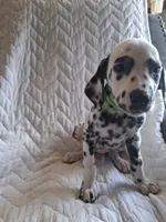 Lime Green, a male Dalmatian for sale in Perris, CA – 3 of 5
