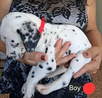 Red, a male Dalmatian for sale in Perris, CA – 2 of 4