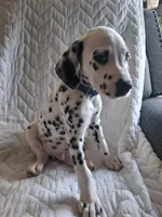 Dark Blue, a male Dalmatian for sale in Perris, CA – 2 of 6