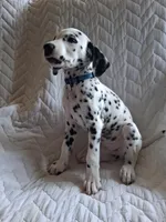 Dark Blue, a male Dalmatian for sale in Perris, CA – 1 of 6