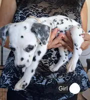 White, a female Dalmatian for sale in Perris, CA – 2 of 3