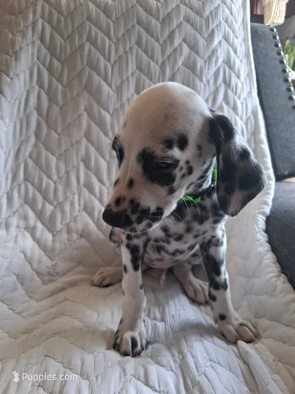 Lime Green – Dalmatian puppy for sale in Perris, CA