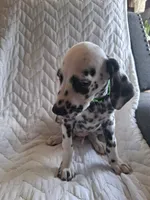 Lime Green, a male Dalmatian for sale in Perris, CA – 1 of 5