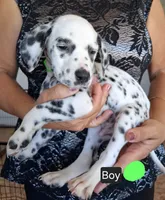 Lime Green, a male Dalmatian for sale in Perris, CA – 2 of 2