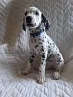 Dark Blue, a male Dalmatian for sale in Perris, CA – 3 of 6