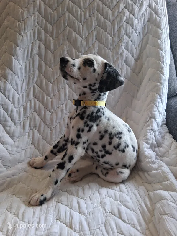 Yellow – Dalmatian puppy for sale in Perris, CA