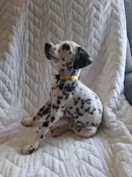 Yellow, a female Dalmatian for sale in Perris, CA – 1 of 6