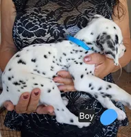 Light Blue, a male Dalmatian for sale in Perris, CA – 3 of 3