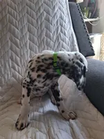 Lime Green, a male Dalmatian for sale in Perris, CA – 2 of 5