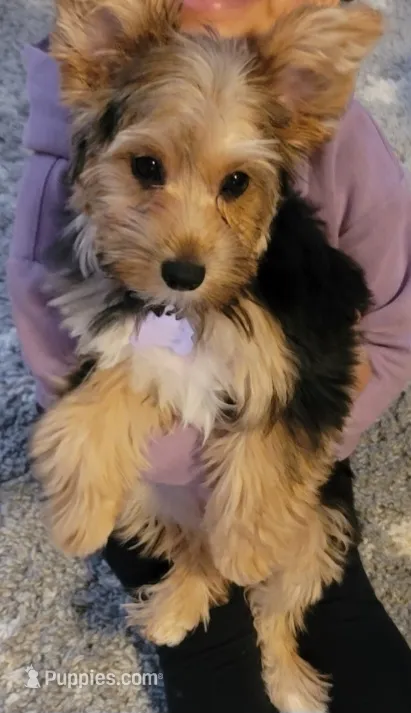 Daisy – Yorkshire Terrier puppy for sale in Candia, NH